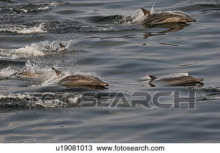 Stock Image - Pod of Common dolphins surfacing (Delphinus delphis) off Angola, West Africa. Fotosearch