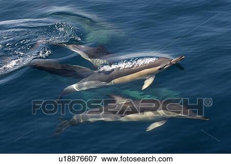 Stock Photo - Pod of Common dolphins surfacing (Delphinus delphis) Azores, Atlantic Ocean. Fotosearch