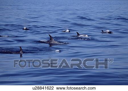 Stock Image - Pod of Risso's dolphins (Grampus griseus) travelling together. Monterey Bay, California, USA.. Fotosearch