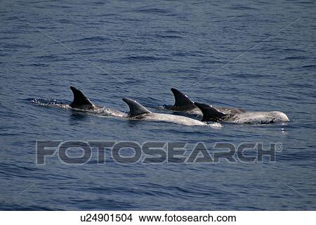 Pod of Risso's dolphins surfacing (Grampus griseus) Azores, Atlantic Ocean View Large Photo Image Picture - Pod of Risso's dolphins surfacing (Grampus griseus) Azores, Atlantic Ocean. Fotosearch