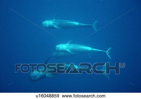 Stock Photo - Pod of Short finned pilot whales underwater (Globicephala macrorhynchus) Tenerife, Canary Islands, Spain. Fotosearch