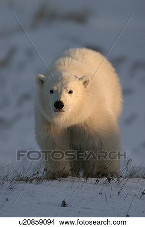 Polar Bear COY (Cub of Year), Ursus maritimus, at sunrise coming into the light near Churchill, northern Manitoba, Hudson Bay, Canada View Large Photo Image Picture - Polar Bear COY (Cub of Year), Ursus maritimus, at sunrise coming into the light near Churchill, northern Manitoba, Hudson Bay, Canada. Fotosearch