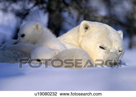Stock Image - Polar Bear cubs snuggled and resting on mothers body, Ursus maritimus, taiga, Churchill, Manitoba, Hudson Bay, Canada. Fotosearch
