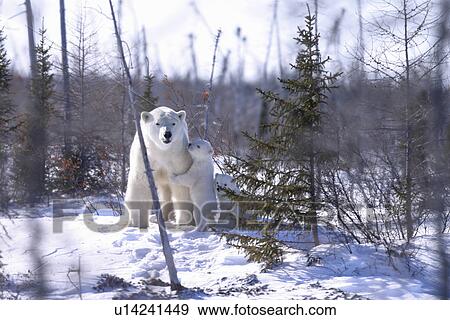 Stock Photo - Polar Bear Mother protecting cubs, Ursus maritimus, taiga, Churchill, Manitoba, Hudson Bay, Canada. Fotosearch