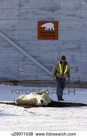 Polar Bear (Ursus maritimus) Adult preparing to be transferred via helicopter from the Bear Jail outside Churchill, Manitoba, Canada. View Large Photo Image Stock Photo - Polar Bear (Ursus maritimus) Adult preparing to be transferred via helicopter from the Bear Jail outside Churchill, Manitoba, Canada.. Fotosearch