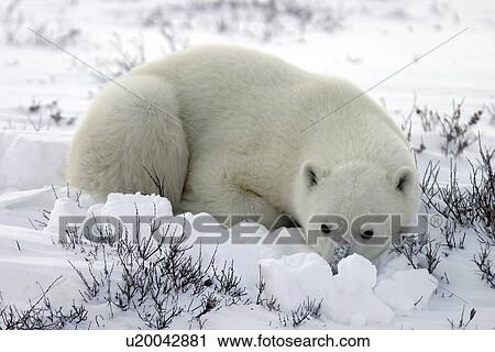 Polar Bear (Ursus maritimus) in day bed near Churchill, Manitoba, Canada. View Large Photo Image Stock Image - Polar Bear (Ursus maritimus) in day bed near Churchill, Manitoba, Canada.. Fotosearch