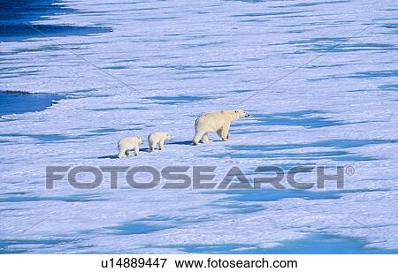 Stock Photo - Polar Bear (Ursus Maritimus) mother with two cubs walking on sea ice. Rijpfjorden, Svalbard.. Fotosearch