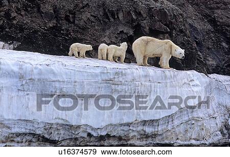 Polar Bear (Ursus Maritimus) mother with three cubs on an ice terrace. Wilhelmoya, Svalbard. View Large Photo Image Stock Photo - Polar Bear (Ursus Maritimus) mother with three cubs on an ice terrace. Wilhelmoya, Svalbard.. Fotosearch