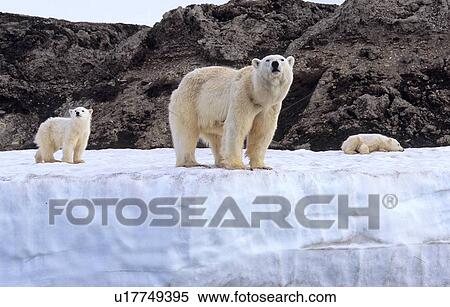 Stock Photography - Polar Bear (Ursus Maritimus) mother with two cubs standing on an ice terrace. Wilhelmoya, Svalbard.. Fotosearch