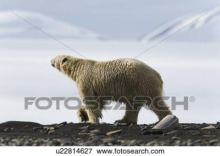 Polar bear (Ursus maritimus) near pack ice in Isbukta (Ice Bay) in the Barents Sea off the eastern coast of Spitsbergen in the Svalbard Archipelago, Norway. View Large Photo Image Stock Photo - Polar bear (Ursus maritimus) near pack ice in Isbukta (Ice Bay) in the Barents Sea off the eastern coast of Spitsbergen in the Svalbard Archipelago, Norway.. Fotosearch