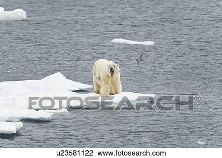 Stock Image - Polar bear (Ursus maritimus) on multi-year ice floes in the Barents Sea off the eastern coast of EdgeÏya (Edge Island) in the Svalbard Archipelago, Norway.. Fotosearch