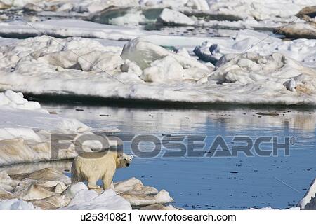 Stock Image - Polar bear (Ursus maritimus) on multi-year ice floes in the Barents Sea off the eastern coast of EdgeÏya (Edge Island) in the Svalbard Archipelago, Norway.. Fotosearch