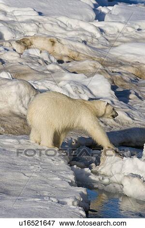 Polar bear (Ursus maritimus) on multi-year ice floes in the Barents Sea off the eastern coast of EdgeÏya (Edge Island) in the Svalbard Archipelago, Norway. View Large Photo Image Stock Photo - Polar bear (Ursus maritimus) on multi-year ice floes in the Barents Sea off the eastern coast of EdgeÏya (Edge Island) in the Svalbard Archipelago, Norway.. Fotosearch