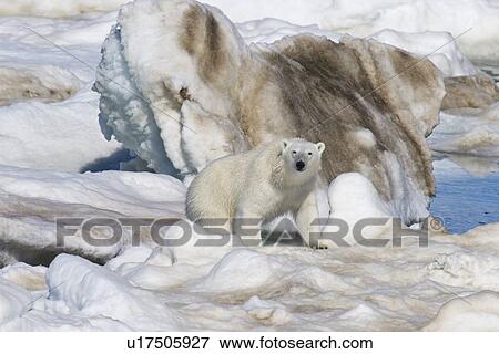 Stock Photo - Polar bear (Ursus maritimus) on multi-year ice floes in the Barents Sea off the eastern coast of EdgeÏya (Edge Island) in the Svalbard Archipelago, Norway.. Fotosearch