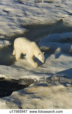 Stock Photo - Polar bear (Ursus maritimus) on multi-year ice floes in the Barents Sea off the eastern coast of EdgeÏya (Edge Island) in the Svalbard Archipelago, Norway.. Fotosearch