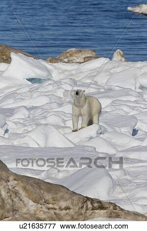 Polar bear (Ursus maritimus) on multi-year ice floes in the Barents Sea off the eastern coast of EdgeÏya (Edge Island) in the Svalbard Archipelago, Norway. View Large Photo Image Stock Photo - Polar bear (Ursus maritimus) on multi-year ice floes in the Barents Sea off the eastern coast of EdgeÏya (Edge Island) in the Svalbard Archipelago, Norway.. Fotosearch
