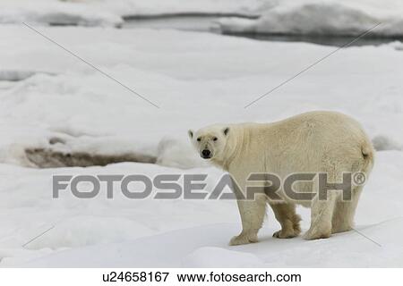 Stock Photo - Polar bear (Ursus maritimus) on multi-year ice floes in the Barents Sea off the eastern coast of EdgeÏya (Edge Island) in the Svalbard Archipelago, Norway.. Fotosearch