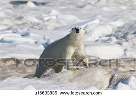 Polar bear (Ursus maritimus) on multi-year ice floes in the Barents Sea off the eastern coast of EdgeÏya (Edge Island) in the Svalbard Archipelago, Norway. View Large Photo Image Stock Photograph - Polar bear (Ursus maritimus) on multi-year ice floes in the Barents Sea off the eastern coast of EdgeÏya (Edge Island) in the Svalbard Archipelago, Norway.. Fotosearch
