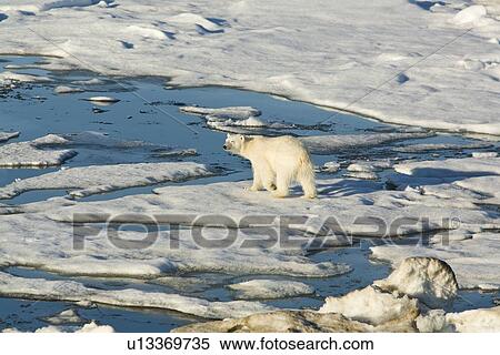 Polar bear (Ursus maritimus) on multi-year ice floes in the Barents Sea off the eastern coast of EdgeÏya (Edge Island) in the Svalbard Archipelago, Norway. View Large Photo Image Stock Photography - Polar bear (Ursus maritimus) on multi-year ice floes in the Barents Sea off the eastern coast of EdgeÏya (Edge Island) in the Svalbard Archipelago, Norway.. Fotosearch