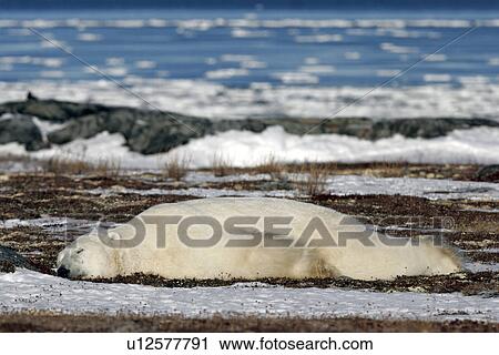 Stock Image - Polar Bear (Ursus maritimus) resting near Churchill, Manitoba, Canada.. Fotosearch