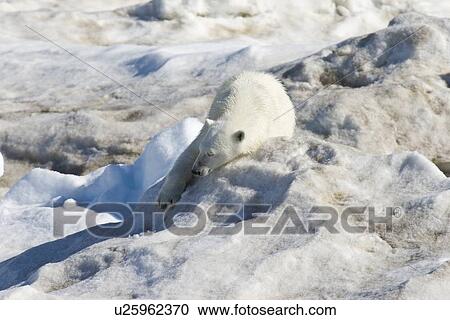 Polar bear (Ursus maritimus) sleeping on multi-year ice floes in the Barents Sea off the eastern coast of EdgeÏya (Edge Island) in the Svalbard Archipelago, Norway. View Large Photo Image Stock Image - Polar bear (Ursus maritimus) sleeping on multi-year ice floes in the Barents Sea off the eastern coast of EdgeÏya (Edge Island) in the Svalbard Archipelago, Norway.. Fotosearch