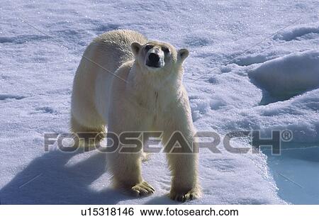 Stock Photograph - Polar bear (Ursus maritimus) walking on drift ice and looking towards camera. North of Nordaustlandet, Svalbard Archipelago, High Norwegian Arctic.. Fotosearch