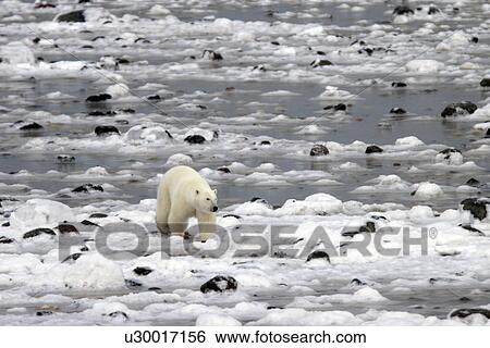 Stock Photograph - Polar Bear (Ursus maritimus) walking on ice and rocks near Churchill, Manitoba, Canada.. Fotosearch