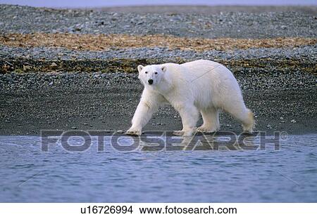 Polar Bear (Ursus Maritimus) walking along a pebbled beach. Svalbard. View Large Photo Image Picture - Polar Bear (Ursus Maritimus) walking along a pebbled beach. Svalbard.. Fotosearch
