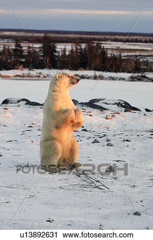 Stock Image - Polar Bear (Ursus maritimus)Male standing on hind legs outside Churchill, Manitoba, Canada.. Fotosearch