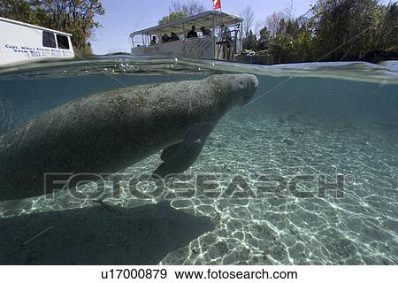 Stock Photo - Pontoon boat prepares to unload snorkelers while Florida manatee, Trichechus manatus latirostrus, takes a breath, Crystal River, Florida, USA. Fotosearch