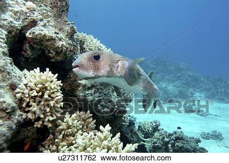 Stock Image - Porcupine fish (Diodon hystrix). Red Sea.. Fotosearch