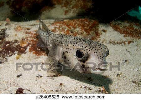 Porcupinefish ( Diodon hystrix). Galapagos, Pacific Ocean View Large Photo Image Stock Photography - Porcupinefish ( Diodon hystrix). Galapagos, Pacific Ocean. Fotosearch
