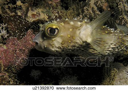 Portrait of a Yellow spotted burrfish (Cyclichthys spilostylus ). Red Sea. Egypt. View Large Photo Image Stock Image - Portrait of a Yellow spotted burrfish (Cyclichthys spilostylus ). Red Sea. Egypt.. Fotosearch