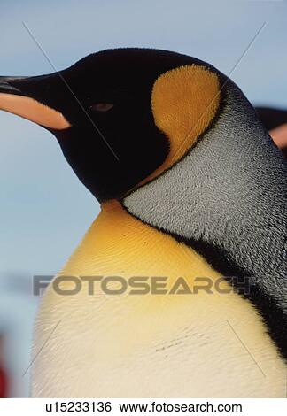 Stock Photograph - Portrait of King penguin (Aptenodytes patagonica) Livingstone Island, Antarctica. Fotosearch