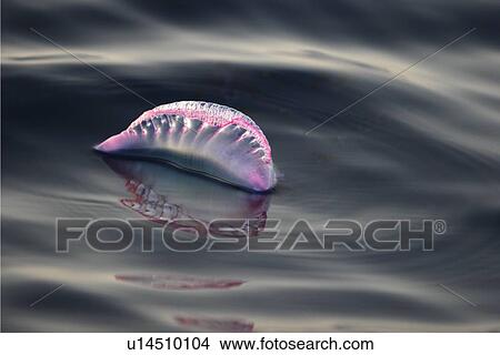 Portuguese Man 'O War (Physalia physalis) floating on the surface off the Cape Verde Island Group in the northern Atlantic Ocean. View Large Photo Image Picture - Portuguese Man 'O War (Physalia physalis) floating on the surface off the Cape Verde Island Group in the northern Atlantic Ocean.. Fotosearch