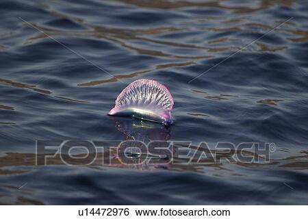 Stock Photograph - Portuguese Man 'O War (Physalia physalis) floating on the surface off the Cape Verde Island Group in the northern Atlantic Ocean.. Fotosearch