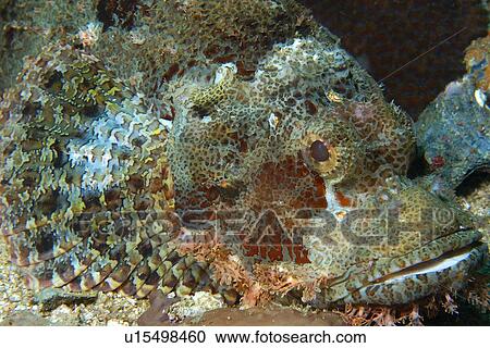 Stock Image - Poss's Scorpion fish (Scorpaenopsis possi) head detail, Gato Island, Cebu, Philippines. Fotosearch