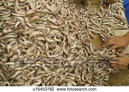 Prawns. (rr) View Large Photo Image Stock Image - Prawns. (rr). Fotosearch