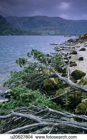 Picture - Pre-storm lakeshore scenic. Ullswater, Cumbria, UK. Fotosearch