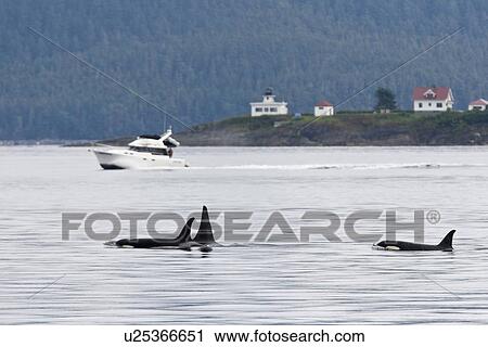 Stock Image - Private boat near a gathering of several Orca (Orcinus orca) pods in Chatham Strait, Southeast Alaska, USA. Pacific Ocean. These animals numbered in the many tens, perhaps even over a hundred as they were spread out in many small groups all traveling nort. Fotosearch