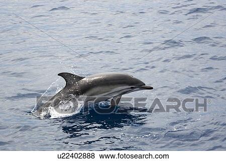 Stock Photo - Probable hybrid striped x short-beaked common dolphin (Stenella coeruleoalba x Delphinus delphis) identified by the hybrid pigmentation. Only recorded in the Gulf of Corinth, Greece.. Fotosearch
