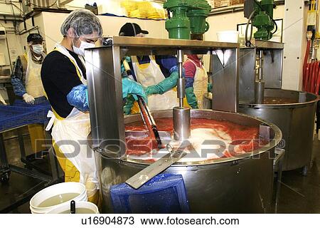 Processing the salmon catch at Norquest Cannery in Petesburg, Southeast Alaska. Shown here is the highly specialized process of removing the salmon eggs for shipping to Japan. No model or property release. View Large Photo Image Stock Image - Processing the salmon catch at Norquest Cannery in Petesburg, Southeast Alaska. Shown here is the highly specialized process of removing the salmon eggs for shipping to Japan. No model or property release.. Fotosearch