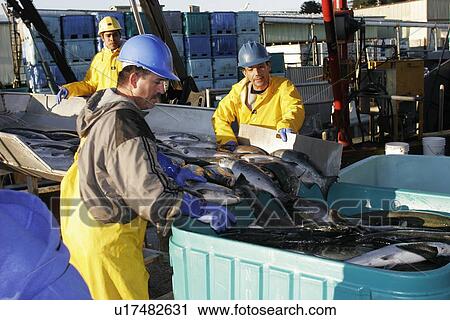 Processing the salmon catch at Norquest Cannery in Petesburg, Southeast Alaska. No model release. View Large Photo Image Stock Image - Processing the salmon catch at Norquest Cannery in Petesburg, Southeast Alaska. No model release.. Fotosearch