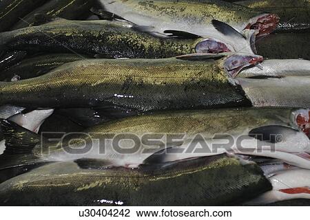 Processing the wild-caught salmon catch at Norquest Cannery in Petersburg, Southeast Alaska. View Large Photo Image Stock Image - Processing the wild-caught salmon catch at Norquest Cannery in Petersburg, Southeast Alaska. . Fotosearch
