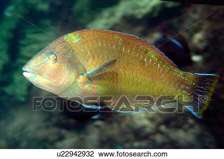Puddingwife wrasse, Halichoeres radiatus, St. Peter and St. Paul's rocks, Brazil, Atlantic Ocean View Large Photo Image Stock Image - Puddingwife wrasse, Halichoeres radiatus, St. Peter and St. Paul's rocks, Brazil, Atlantic Ocean . Fotosearch