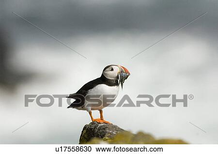 Puffin (Fratercula arctic) with beakful of sand eels. May Isle, Firth of Forth, Scotland, UK View Large Photo Image Stock Image - Puffin (Fratercula arctic) with beakful of sand eels. May Isle, Firth of Forth, Scotland, UK. Fotosearch
