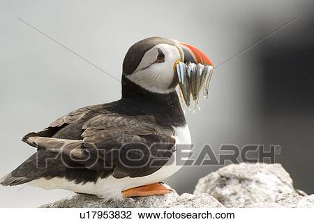 Stock Image - Puffin (Fratercula arctic) with beakful of sand eels. May Isle, Firth of Forth, Scotland, UK. Fotosearch