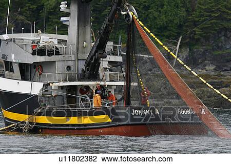 Purse-seine fisherman working off Point Augusta on Chichagof Island, Southeast Alaska, USA. Pacific Ocean. THese fisherman are testing the waters for a June king salmon run in Chatham Strait. No model or property releases. View Large Photo Image Stock Image - Purse-seine fisherman working off Point Augusta on Chichagof Island, Southeast Alaska, USA. Pacific Ocean. THese fisherman are testing the waters for a June king salmon run in Chatham Strait. No model or property releases.. Fotosearch