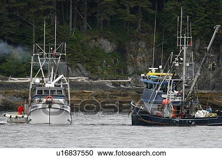 Purse-seine fisherman working off Point Augusta on Chichagof Island, Southeast Alaska, USA. Pacific Ocean. THese fisherman are testing the waters for a June king salmon run in Chatham Strait. No model or property releases. View Large Photo Image Stock Image - Purse-seine fisherman working off Point Augusta on Chichagof Island, Southeast Alaska, USA. Pacific Ocean. THese fisherman are testing the waters for a June king salmon run in Chatham Strait. No model or property releases.. Fotosearch