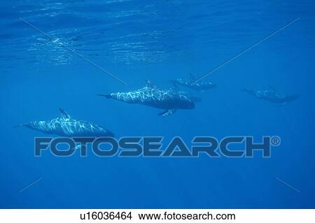 Picture - Pygmy Killer Whale (Feresa attenuata) a travelling pod. Hawaii.. Fotosearch